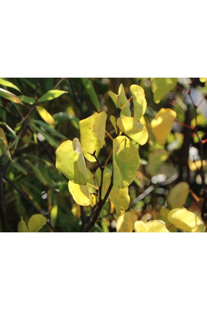 Юдине дерево